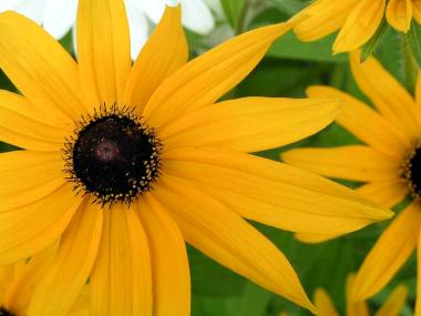 “Brown-eyed Susan” by Shelby Raymond (Creative Commons)