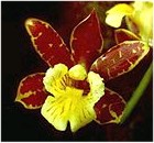 Scuticaria itirapinensis