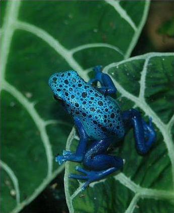 Poison Dart Frog