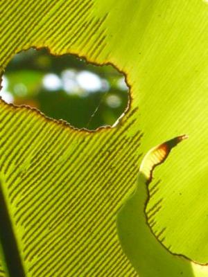 Seeing Through, Petulu, Bali