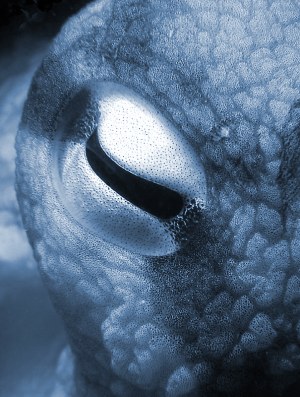 Octopus Eye