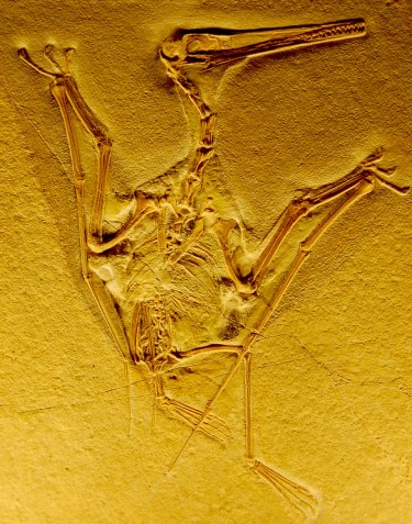 Pterodactyl fossil, Naturhistorisches Museum, Bern, Switzerland
