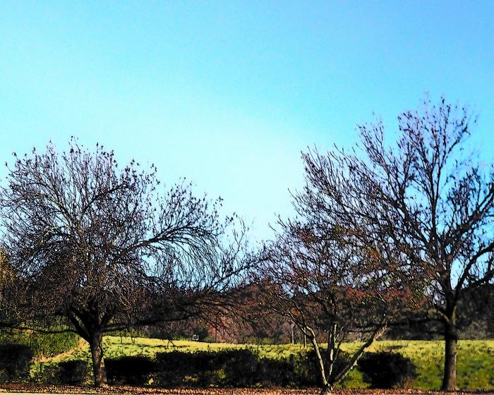 Stick Trees Stick Trees