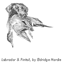 Labrador and Pintail by Eldridge Hardie