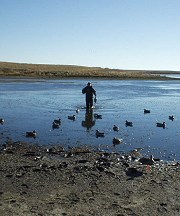 N.D. duck- hunting image