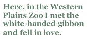 Here in the Western Plains Zoo I met the white-handed gibbon and fell in love.