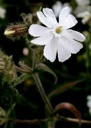 campion